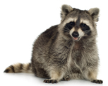 racoon