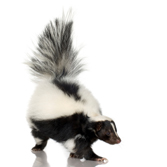 skunk