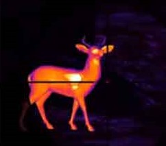 infrared deer